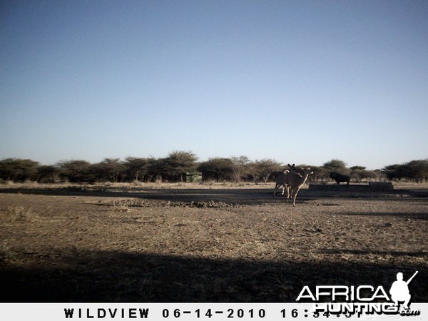 Kudus and Blue Wildebeest, Namibia