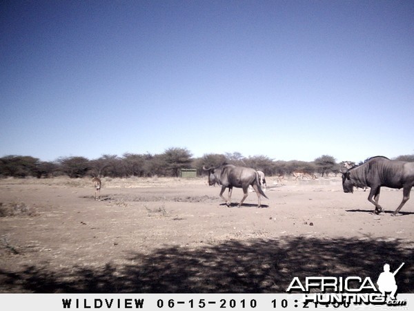 Kudu, Blue Wildebeest, Impala, Namibia