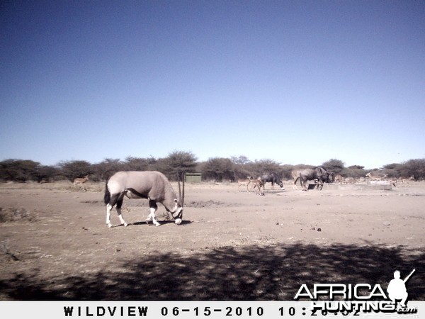 Kudu, Blue Wildebeest, Gemsbok, Impala, Namibia