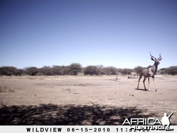 Kudu, Namibia
