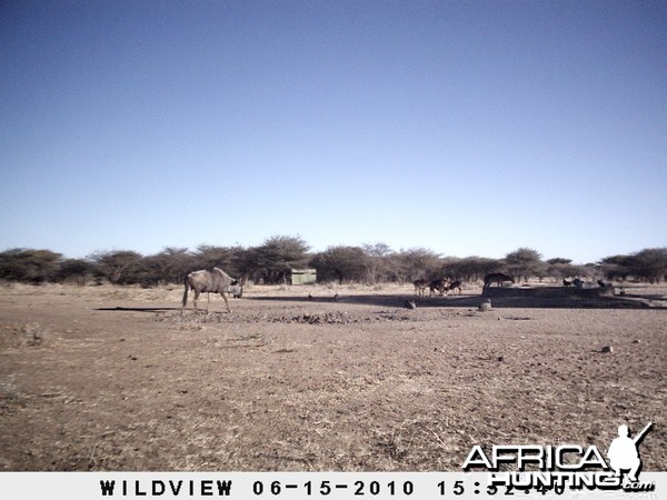 Blue Wildebeest and Impala, Namibia