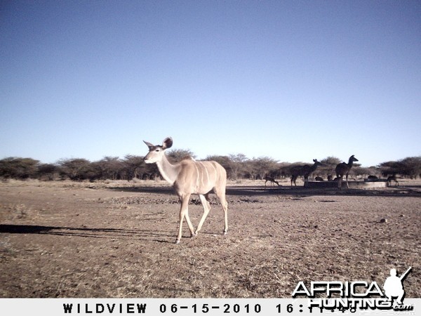 Kudu and Impala, Namibia