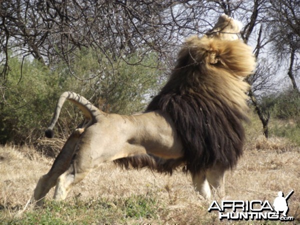 100% Lion, South Africa