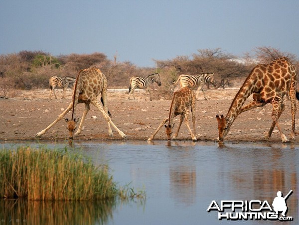 Giraffes drinking