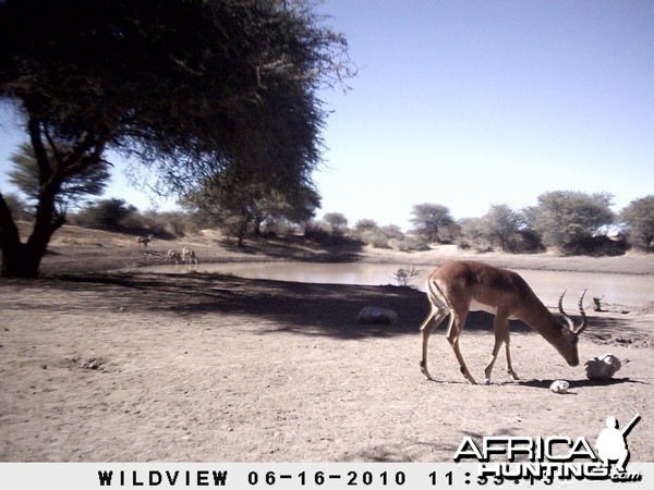 Impala, Namibia
