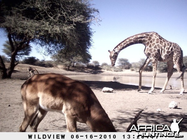 Impala and Giraffe, Namibia