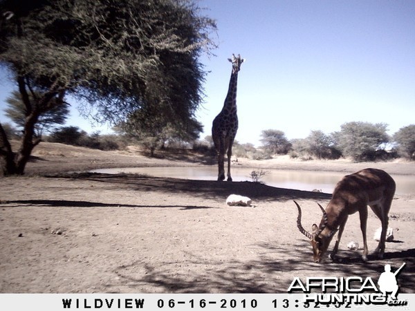 Impala and Giraffe, Namibia