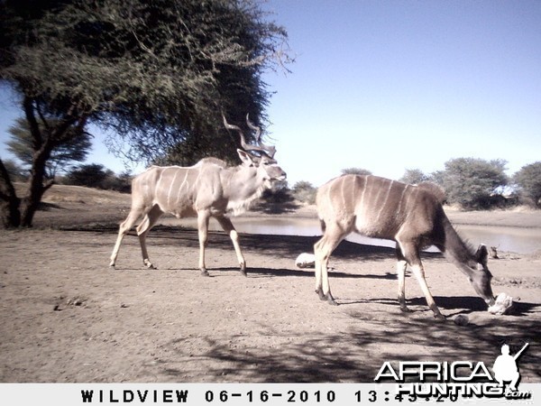 Kudu, Namibia