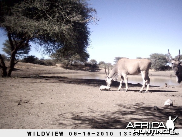 Cape Eland, Namibia