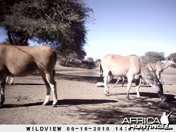 Cape Eland, Namibia