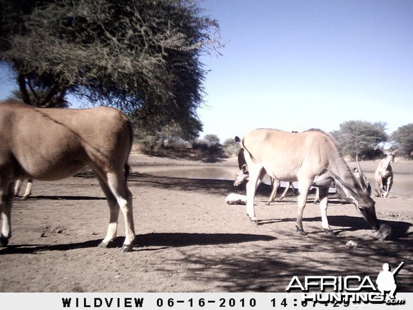 Cape Eland and Kudu, Namibia