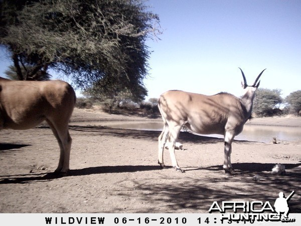 Cape Eland, Namibia