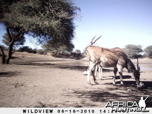 Cape Eland, Namibia