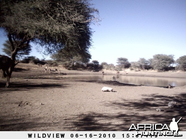 Kudu, Namibia