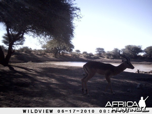 Impala, Namibia