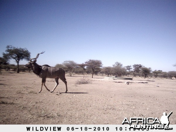 Kudu, Namibia