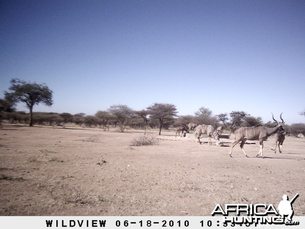 Kudu, Namibia