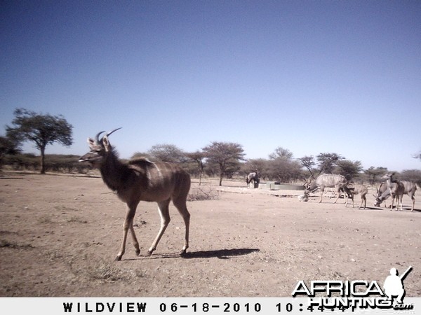 Kudu and Gemsbok, Namibia