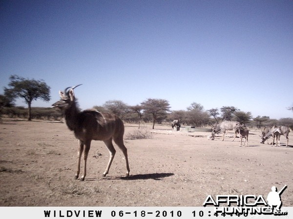 Kudu and Gemsbok, Namibia