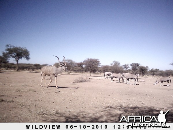 Kudu and Gemsbok, Namibia