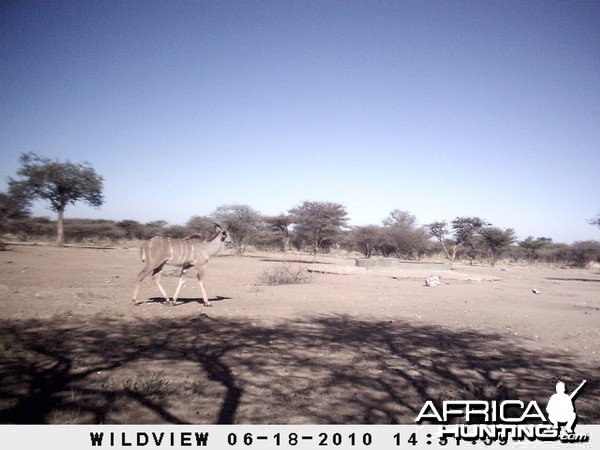 Kudu, Namibia