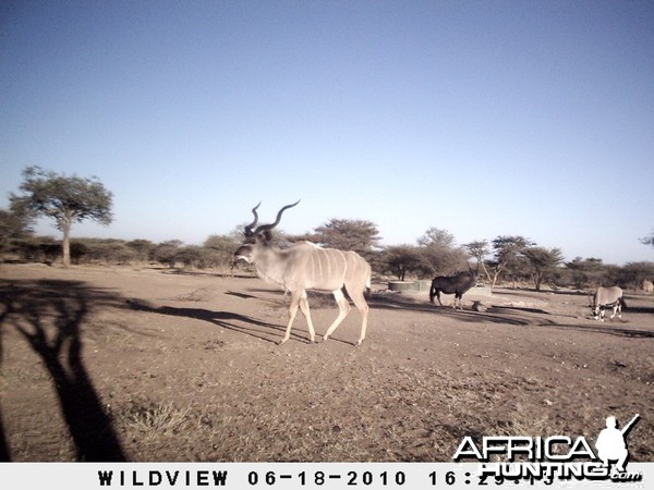 Kudu and Gemsbok, Namibia