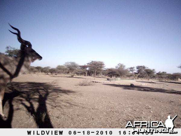 Kudu, Namibia