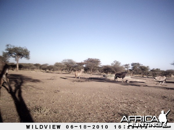 Kudu and Gemsbok, Namibia