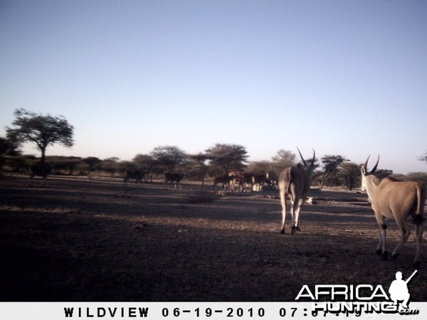 Cape Eland, Namibia