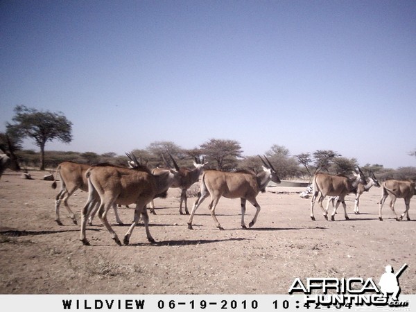 Cape Eland and Gemsbok, Namibia