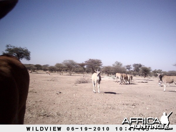 Cape Eland and Gemsbok, Namibia