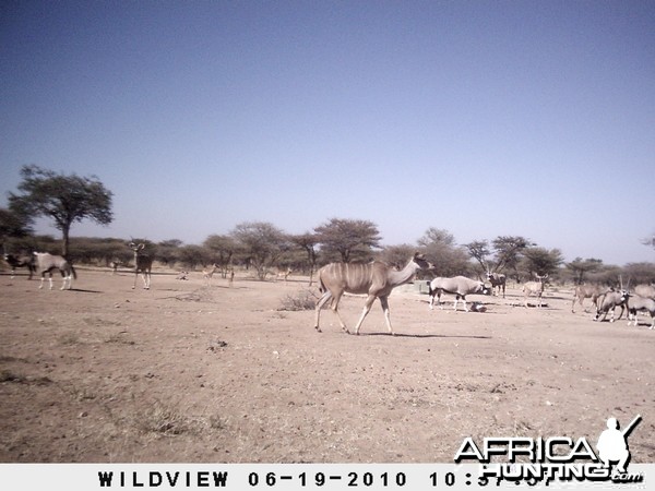 Kudu and Gemsbok, Namibia