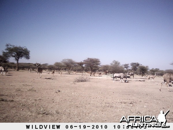 Kudu, Impala and Gemsbok, Namibia