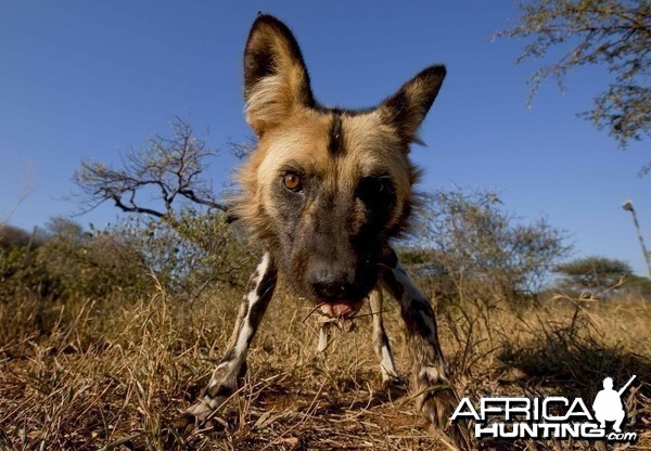 African Wild Dog