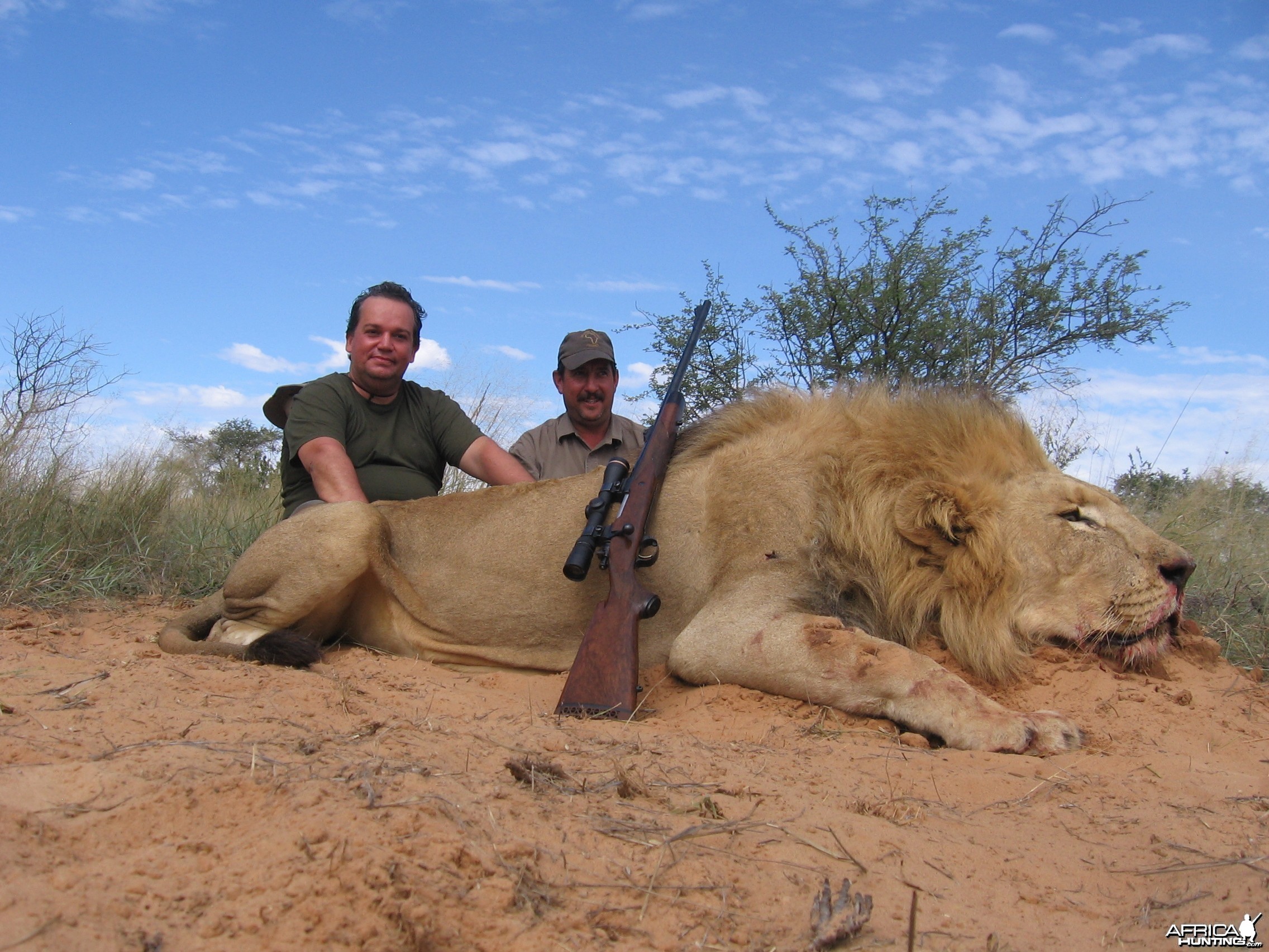 Danilo's Lion