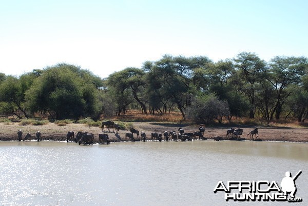 Wildebeest, Namibia