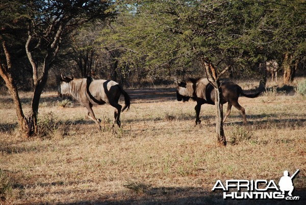 Blue Wildebeest, Namibia