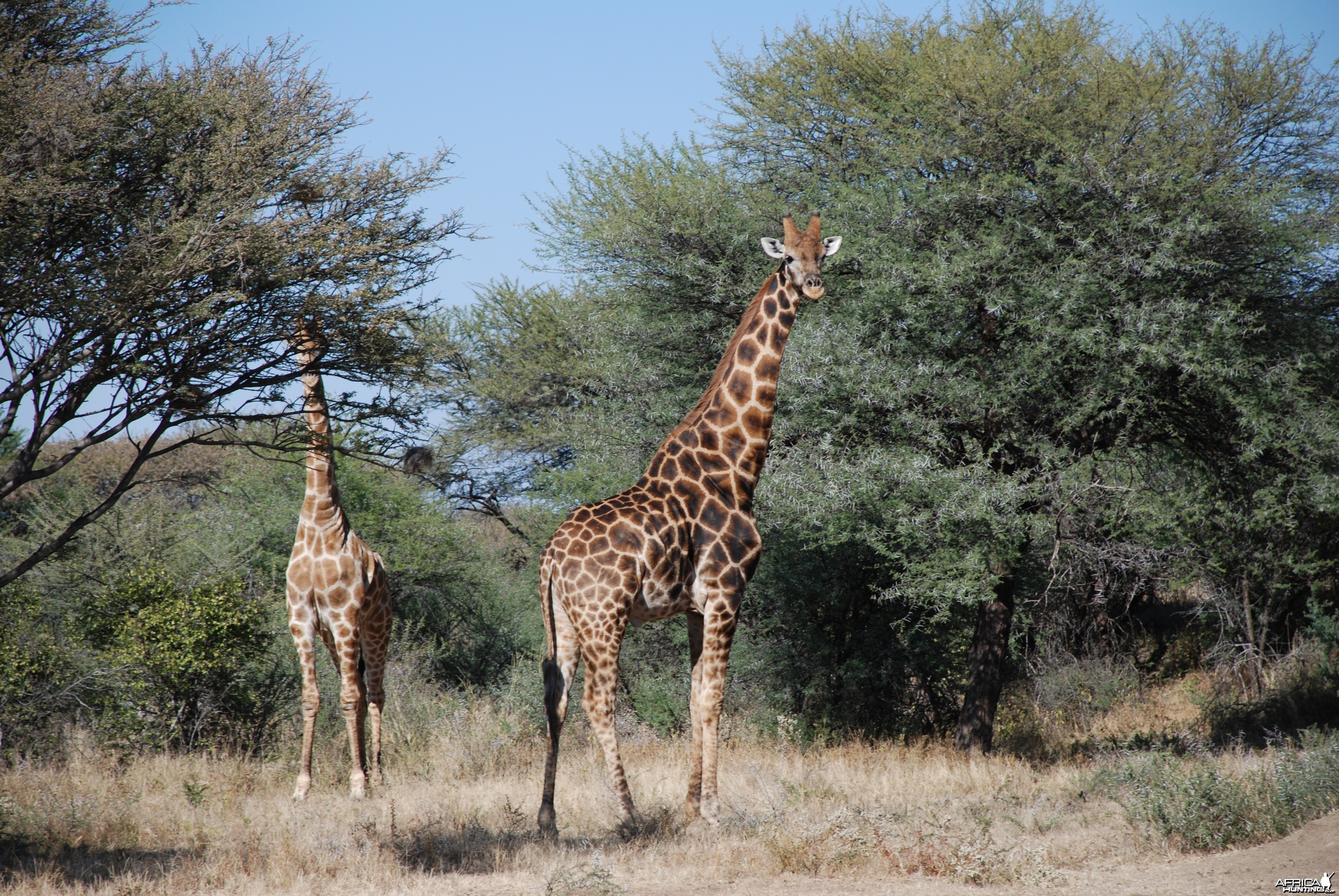 Giraffe, Namibia