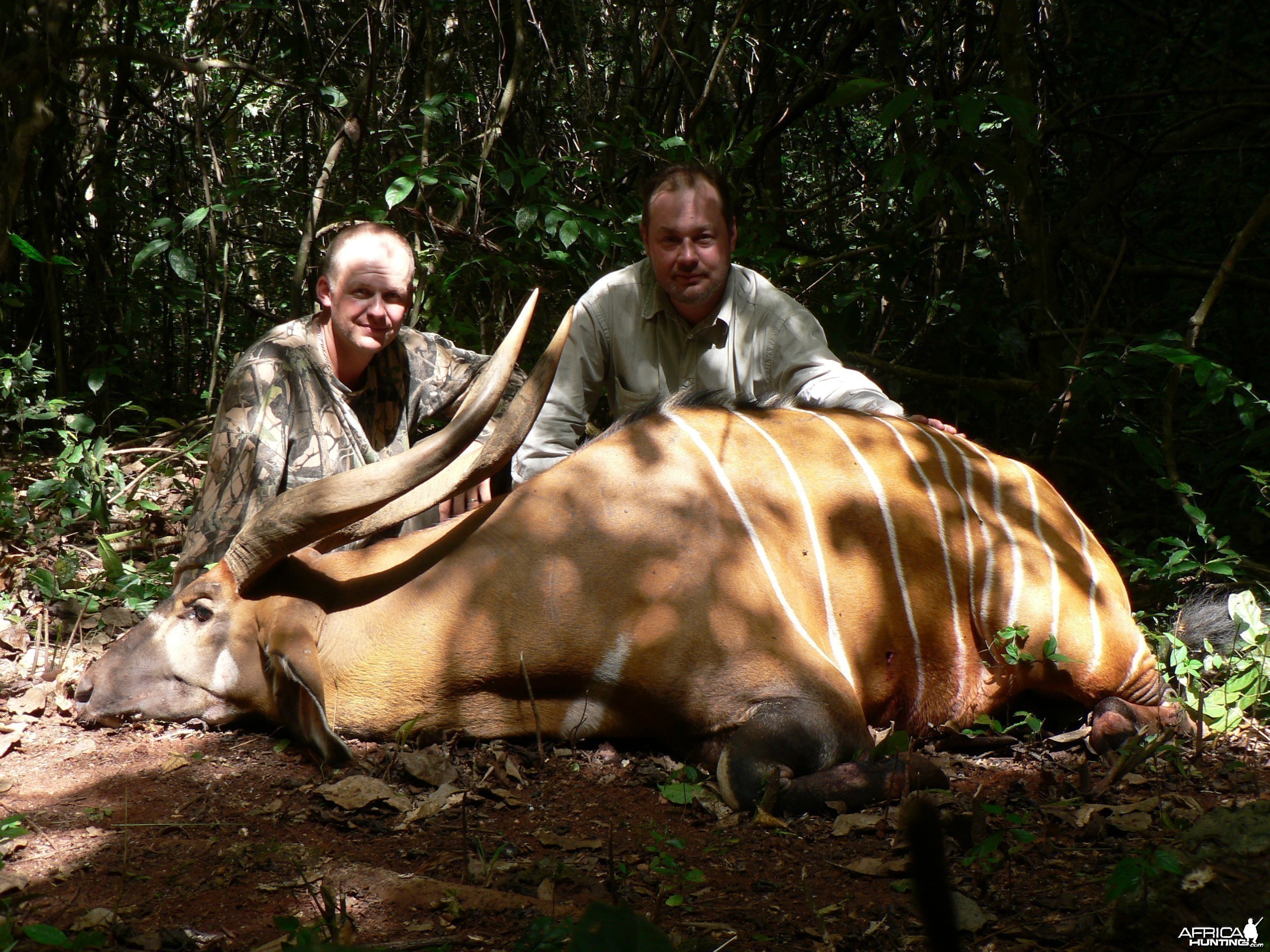 Hunting Bongo in Central African Republic