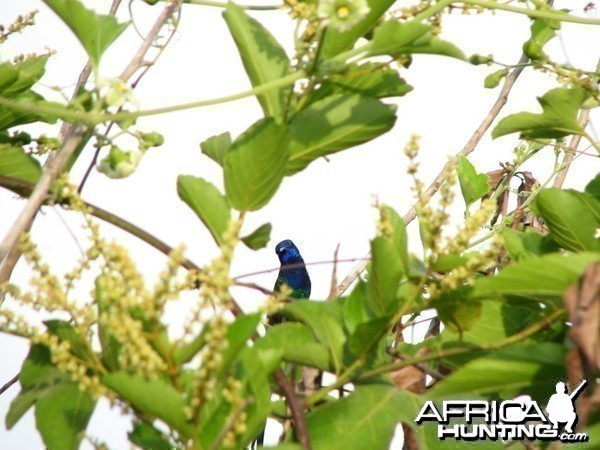 Hummingbird blue throat