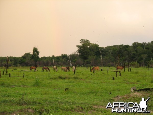 Wild horses in Roraima Brasil