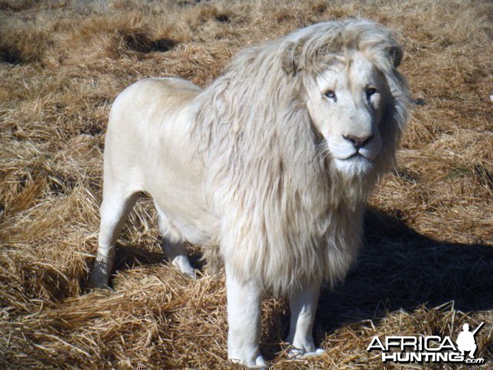 white-lion