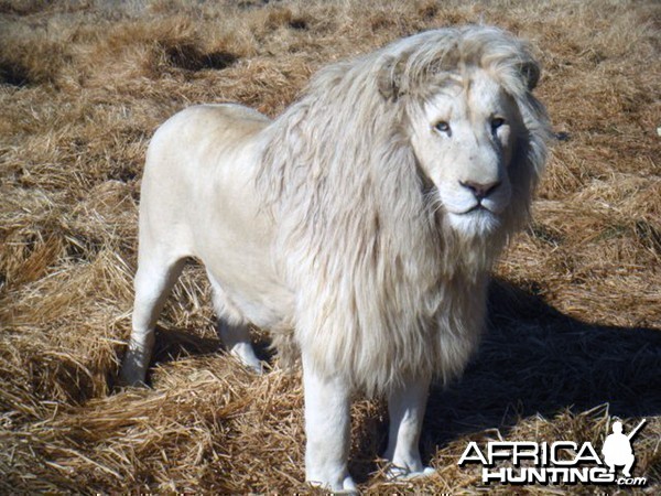 white-lion