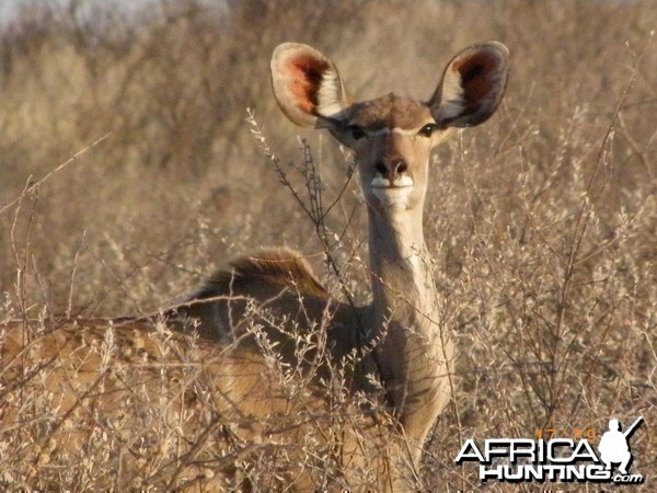 Female Kudu, Botswana