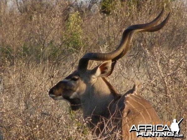 Kudu, Botswana