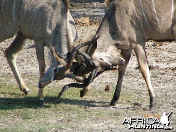 Kudu, Botswana