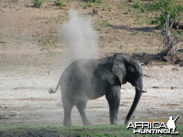 Elephant, Botswana