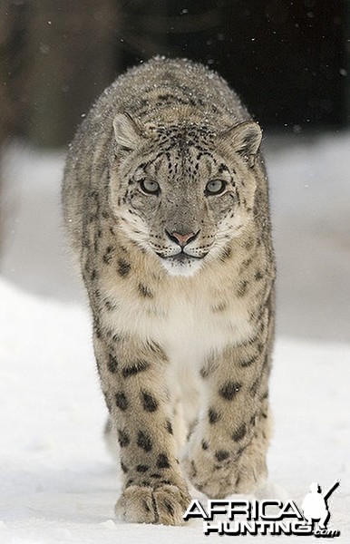 Snow Leopard