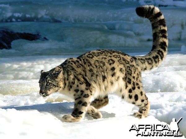 Snow Leopard