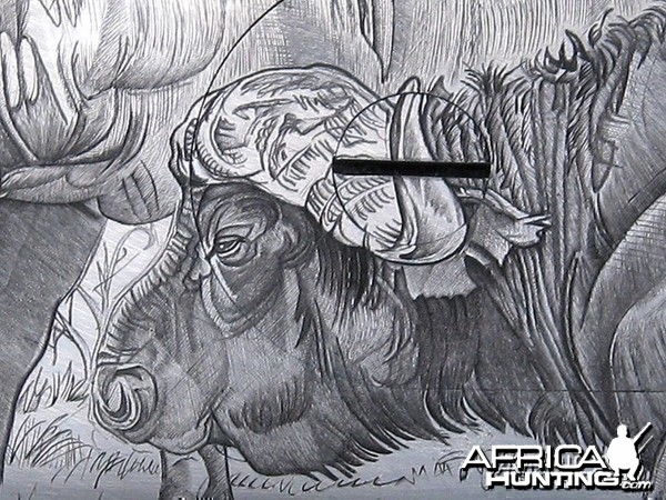 Cape Buffalo Engraving on Double Rifle